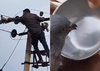 Heartwarming Video: Man Rescues Pigeon Stuck On Electric Pole And Feeds It Water | Rescue Of Pigeon Stuck On Electric Transformer