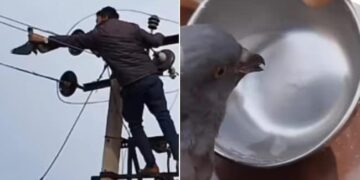 Heartwarming Video: Man Rescues Pigeon Stuck On Electric Pole And Feeds It Water | Rescue Of Pigeon Stuck On Electric Transformer