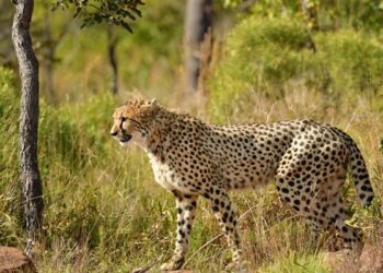 Cheetah Jumped On Impala Pounced Then Two Cheetahs Together Caught Him In The Mouth Dragged And Then See Shocking Video