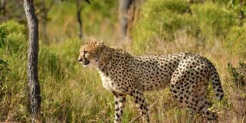Cheetah Jumped On Impala Pounced Then Two Cheetahs Together Caught Him In The Mouth Dragged And Then See Shocking Video
