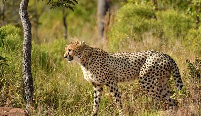 Cheetah Jumped On Impala Pounced Then Two Cheetahs Together Caught Him In The Mouth Dragged And Then See Shocking Video