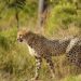 Cheetah Jumped On Impala Pounced Then Two Cheetahs Together Caught Him In The Mouth Dragged And Then See Shocking Video