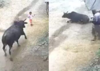 Watch: Stray Bull Attacks 4 Year Old Child In UP Aligarh, Shocking CCTV Video Goes Viral, Saand Ka Viral Video