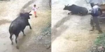 Watch: Stray Bull Attacks 4 Year Old Child In UP Aligarh, Shocking CCTV Video Goes Viral, Saand Ka Viral Video