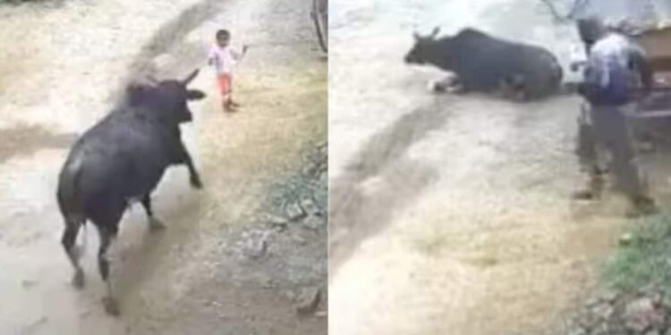 Watch: Stray Bull Attacks 4 Year Old Child In UP Aligarh, Shocking CCTV Video Goes Viral, Saand Ka Viral Video