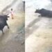 Watch: Stray Bull Attacks 4 Year Old Child In UP Aligarh, Shocking CCTV Video Goes Viral, Saand Ka Viral Video