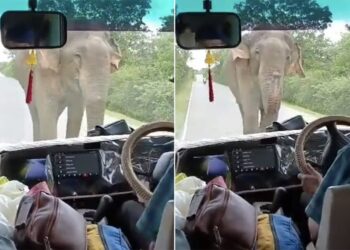 Terrified Tourists Chanting Mantra After Encountering Elephant IPS Share Video Goes Viral, Mantro Ki Shakti, Encountering Wild Elephant On Road, Hathi Ka Humla, Angry Elephant Attack Video