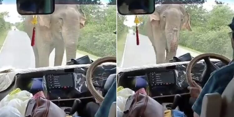Terrified Tourists Chanting Mantra After Encountering Elephant IPS Share Video Goes Viral, Mantro Ki Shakti, Encountering Wild Elephant On Road, Hathi Ka Humla, Angry Elephant Attack Video