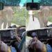 Terrified Tourists Chanting Mantra After Encountering Elephant IPS Share Video Goes Viral, Mantro Ki Shakti, Encountering Wild Elephant On Road, Hathi Ka Humla, Angry Elephant Attack Video