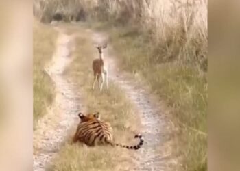 Tiger Hiran Ka Video: IFS Officer Shares Video Of Tiger Walks Past Deer Without Attacking It Tweet Viral