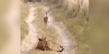 Tiger Hiran Ka Video: IFS Officer Shares Video Of Tiger Walks Past Deer Without Attacking It Tweet Viral