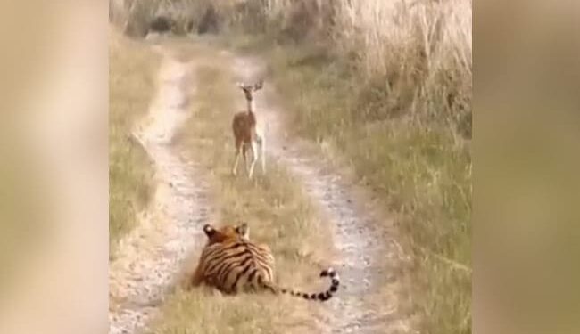 Tiger Hiran Ka Video: IFS Officer Shares Video Of Tiger Walks Past Deer Without Attacking It Tweet Viral
