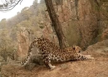 Dreaded Leopard Is Being Seen Exercising Early In Morning: This Leopards Moves Reminds The Internet Of Surya Namaskar, What Do You Think, Leopard Viral Video, Surya Namaskar, Tendua Ka Video