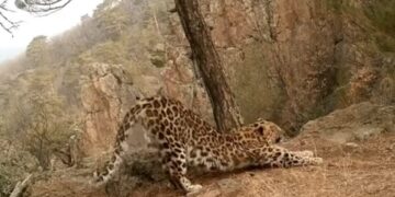 Dreaded Leopard Is Being Seen Exercising Early In Morning: This Leopards Moves Reminds The Internet Of Surya Namaskar, What Do You Think, Leopard Viral Video, Surya Namaskar, Tendua Ka Video