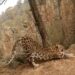 Dreaded Leopard Is Being Seen Exercising Early In Morning: This Leopards Moves Reminds The Internet Of Surya Namaskar, What Do You Think, Leopard Viral Video, Surya Namaskar, Tendua Ka Video