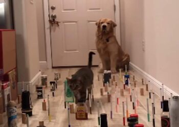 You Will Be Surprised To See Dogs Catwalk, People Said On Social Media – Wow What A Trick – डॉग का कैटवॉक देख हैरान रह जाएंगे आप, सोशल मीडिया पर लोग बोले