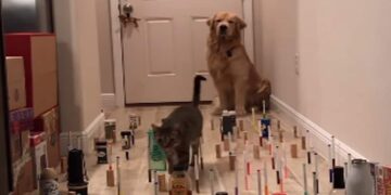 You Will Be Surprised To See Dogs Catwalk, People Said On Social Media – Wow What A Trick – डॉग का कैटवॉक देख हैरान रह जाएंगे आप, सोशल मीडिया पर लोग बोले