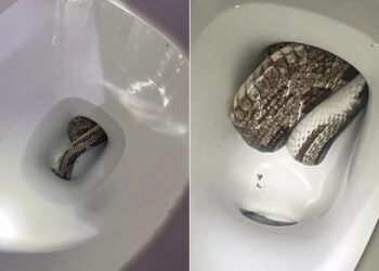 Snake In Toilet: Family Shocked To Find Huge Python Inside Their Toilet