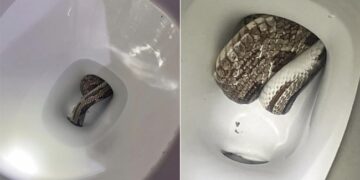 Snake In Toilet: Family Shocked To Find Huge Python Inside Their Toilet