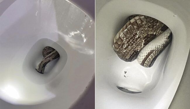 Snake In Toilet: Family Shocked To Find Huge Python Inside Their Toilet