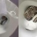 Snake In Toilet: Family Shocked To Find Huge Python Inside Their Toilet