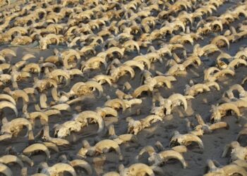 Researchers Unearth 2000 Ram Heads In Egypt Temple: Over 2000 Mummified Sheep Heads Unearthed In Egypt Temple