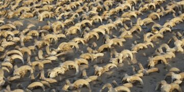 Researchers Unearth 2000 Ram Heads In Egypt Temple: Over 2000 Mummified Sheep Heads Unearthed In Egypt Temple