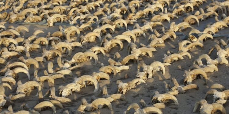 Researchers Unearth 2000 Ram Heads In Egypt Temple: Over 2000 Mummified Sheep Heads Unearthed In Egypt Temple