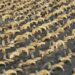 Researchers Unearth 2000 Ram Heads In Egypt Temple: Over 2000 Mummified Sheep Heads Unearthed In Egypt Temple