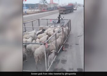 Man Jugaad Technique To Take Herd Sheep Together Harsh Goenka Shares Video Twitter Says Really Smart