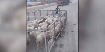 Man Jugaad Technique To Take Herd Sheep Together Harsh Goenka Shares Video Twitter Says Really Smart