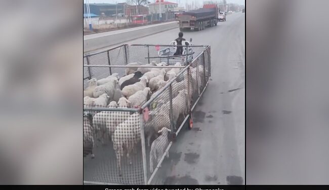 Man Jugaad Technique To Take Herd Sheep Together Harsh Goenka Shares Video Twitter Says Really Smart