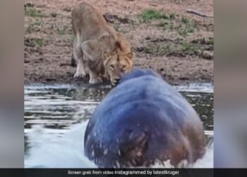 Lion Was Drinking Water Suddenly Hippo Attacked And Chases Away The Big Cat Then What Happened Next See Shocking Video