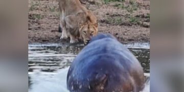 Lion Was Drinking Water Suddenly Hippo Attacked And Chases Away The Big Cat Then What Happened Next See Shocking Video
