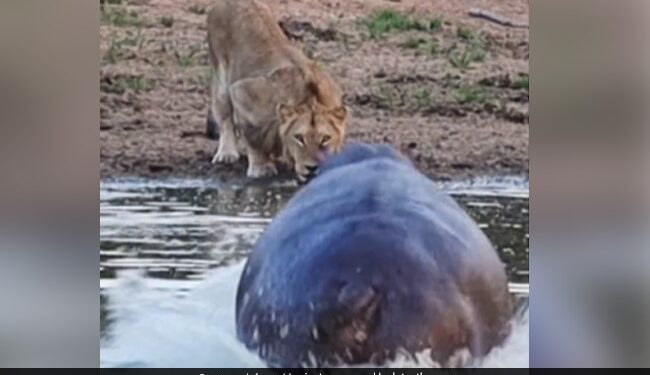 Lion Was Drinking Water Suddenly Hippo Attacked And Chases Away The Big Cat Then What Happened Next See Shocking Video