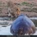 Lion Was Drinking Water Suddenly Hippo Attacked And Chases Away The Big Cat Then What Happened Next See Shocking Video