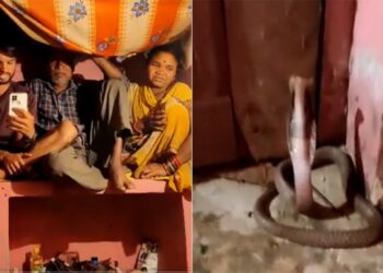 Cobra Spread Fun And Stood At The Door Of The House, The Family Members Got Scared
