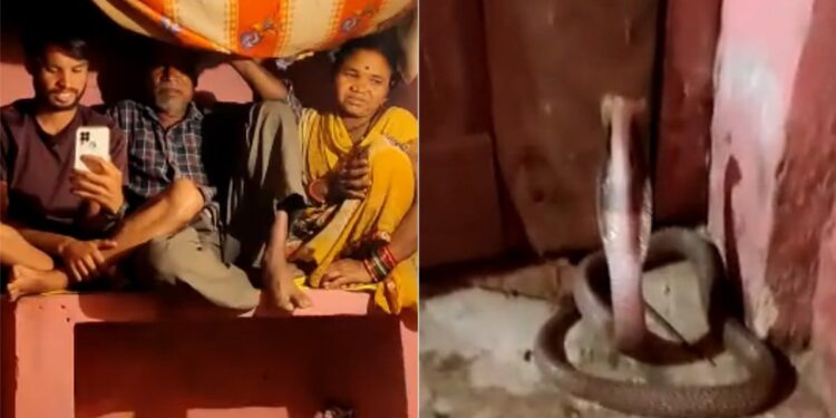 Cobra Spread Fun And Stood At The Door Of The House, The Family Members Got Scared