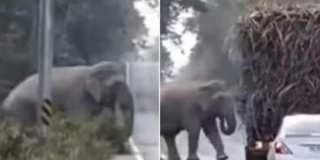 Hilarious Video:Elephant Stops Trucks On Busy Highway To Grabs Sugarcane, Toll Tax Collector, Says Twitter, Hathi Ka Video, Elephant Viral Video