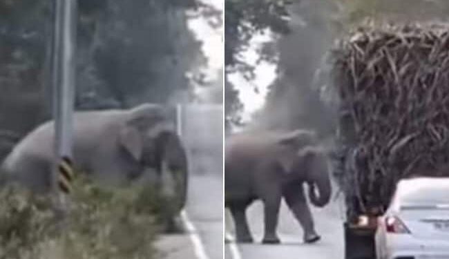 Hilarious Video:Elephant Stops Trucks On Busy Highway To Grabs Sugarcane, Toll Tax Collector, Says Twitter, Hathi Ka Video, Elephant Viral Video