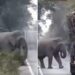 Hilarious Video:Elephant Stops Trucks On Busy Highway To Grabs Sugarcane, Toll Tax Collector, Says Twitter, Hathi Ka Video, Elephant Viral Video