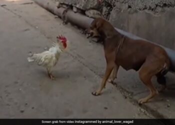 Chicken Scratches The Mouth Of Dog Then Dog Hit The Chicken In The Air Then What Happened Next You Will Be Shocked See Viral Video