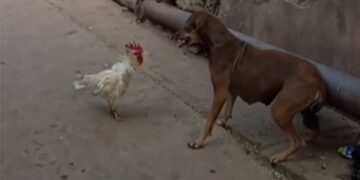 Chicken Scratches The Mouth Of Dog Then Dog Hit The Chicken In The Air Then What Happened Next You Will Be Shocked See Viral Video