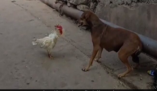 Chicken Scratches The Mouth Of Dog Then Dog Hit The Chicken In The Air Then What Happened Next You Will Be Shocked See Viral Video