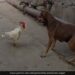 Chicken Scratches The Mouth Of Dog Then Dog Hit The Chicken In The Air Then What Happened Next You Will Be Shocked See Viral Video