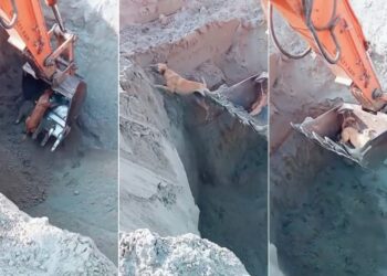 Dog Rescue Operation: Dog Rescued Using JCB, Dog Rescue, Watch This INCREDIBLE Rescue Of Dog, Dog Viral Video