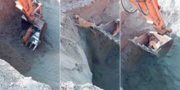 Dog Rescue Operation: Dog Rescued Using JCB, Dog Rescue, Watch This INCREDIBLE Rescue Of Dog, Dog Viral Video