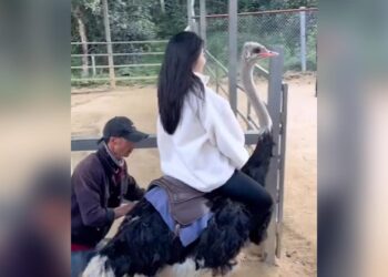 Girl Riding Ostrich, Common Ostrich, Ostrich Big Eyes, Ostrich Viral Video, Ostrich Video, Can You Ride On An Ostrich