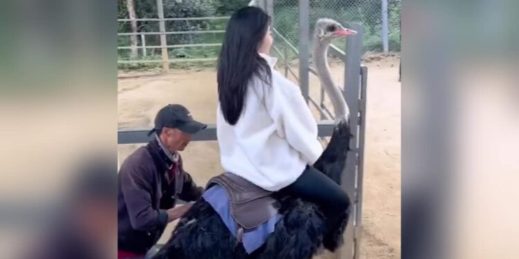Girl Riding Ostrich, Common Ostrich, Ostrich Big Eyes, Ostrich Viral Video, Ostrich Video, Can You Ride On An Ostrich