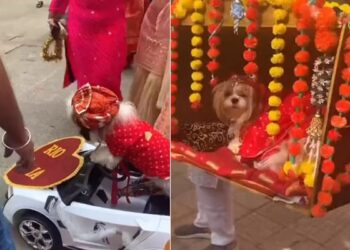 Family Gets Their Dogs Married In A Grand Wedding Ceremony | Grand Wedding Of Dogs Went Viral On Social Media The Groom Came From Car